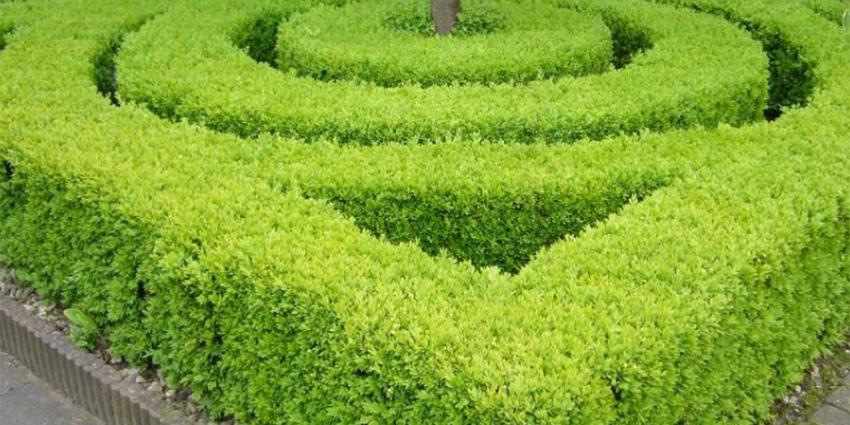 buxus-haag