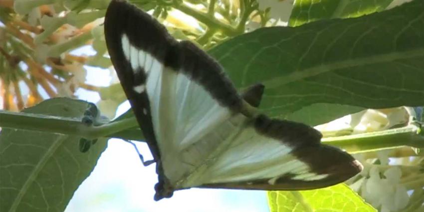 buxusmot-vlinderstichting