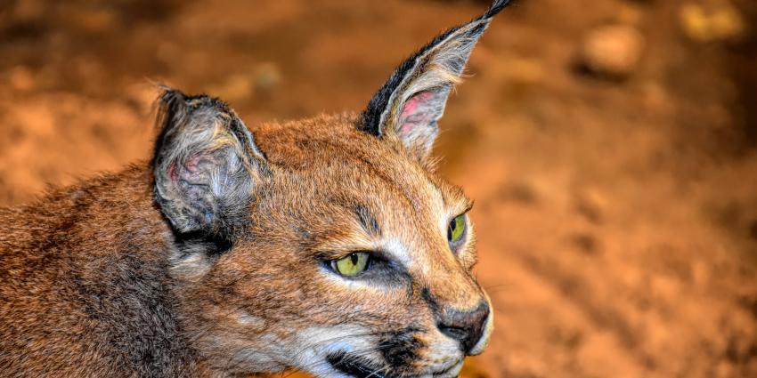 Caracal (Foto ter illustratie)