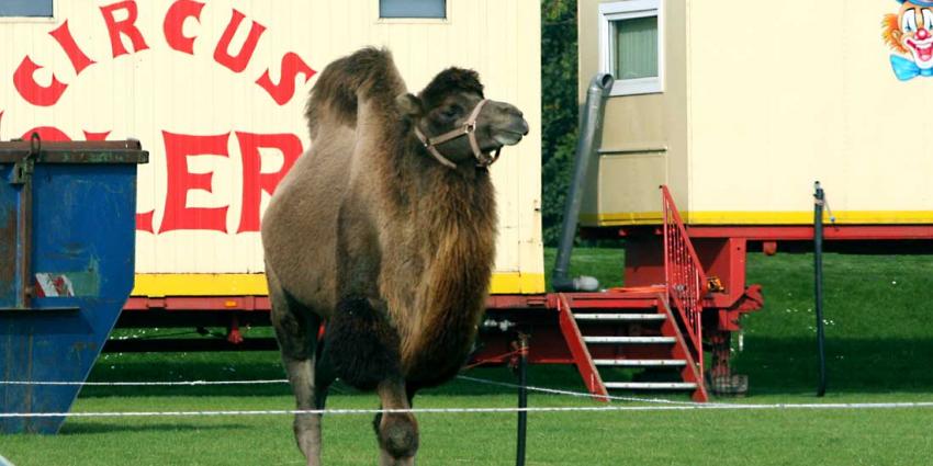 Circus Herman Renz wordt geen deel van erfgoedbeleid Noord-Brabant