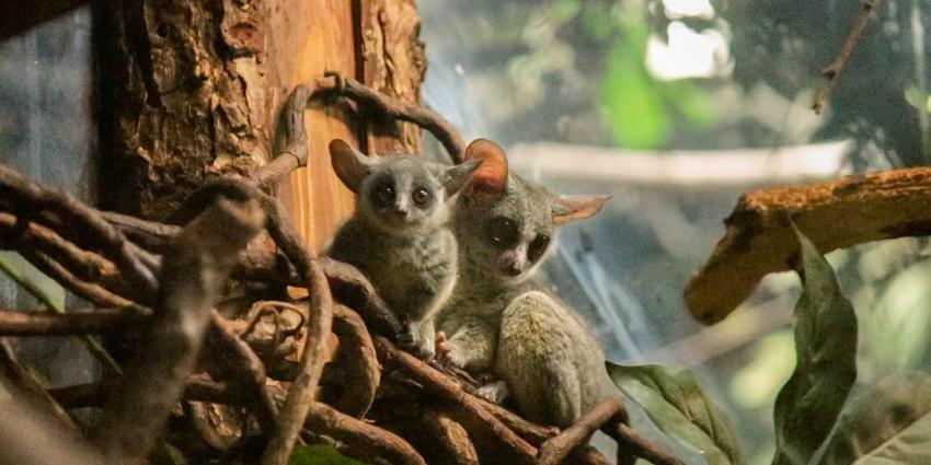 Tweeling galago-apen geboren in DierenPark Amersfoort