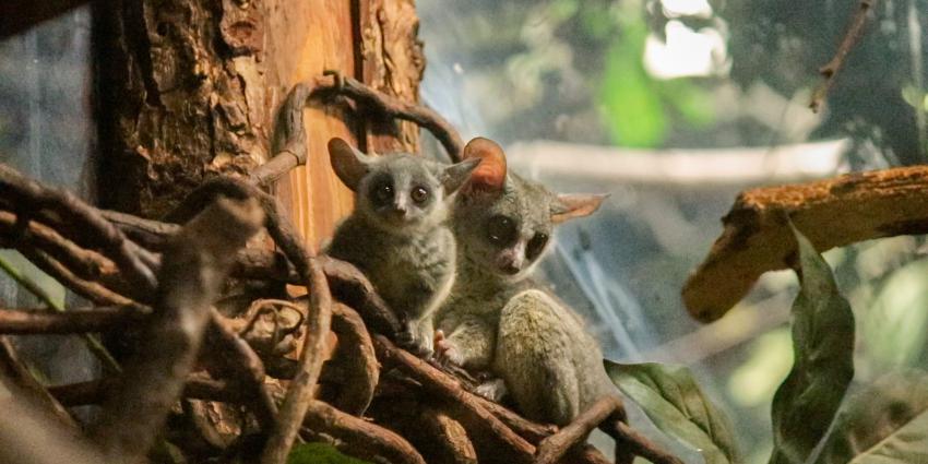 Tweeling galago-apen geboren in DierenPark Amersfoort