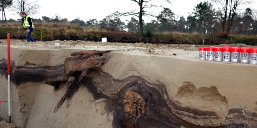 Dennenbomen ontdekt van 13.000 jaar oud uit laatste ijstijd in Utrecht