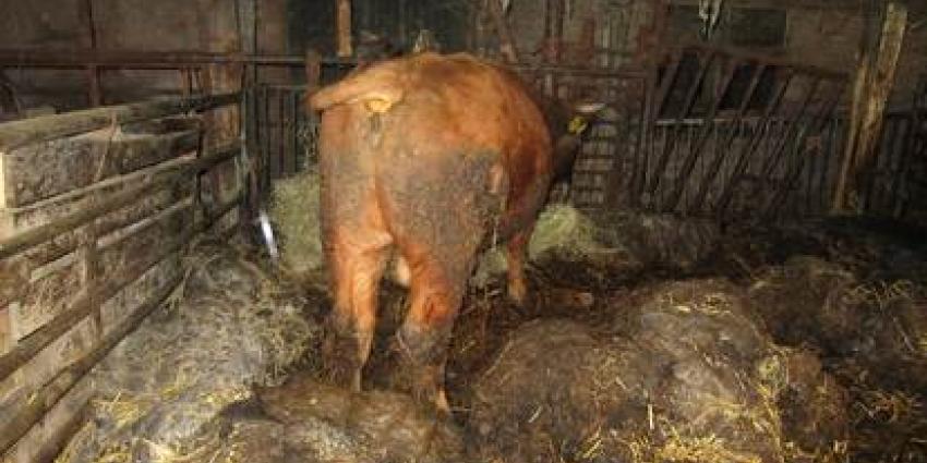 Dode stieren en schapen aangetoffen hij Gelders echtpaar