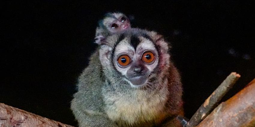 Doeroecoeli geboren in DierenPark Amersfoort