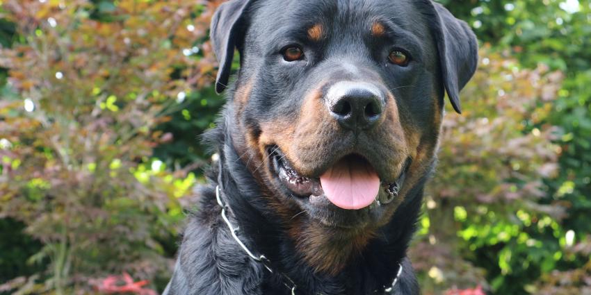 Foto Rotweiller (Foto ter illustratie)