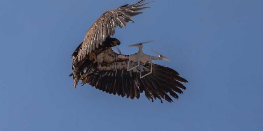 Antidrone-roofvogels niet opgewassen tegen snelle ontwikkeling drones