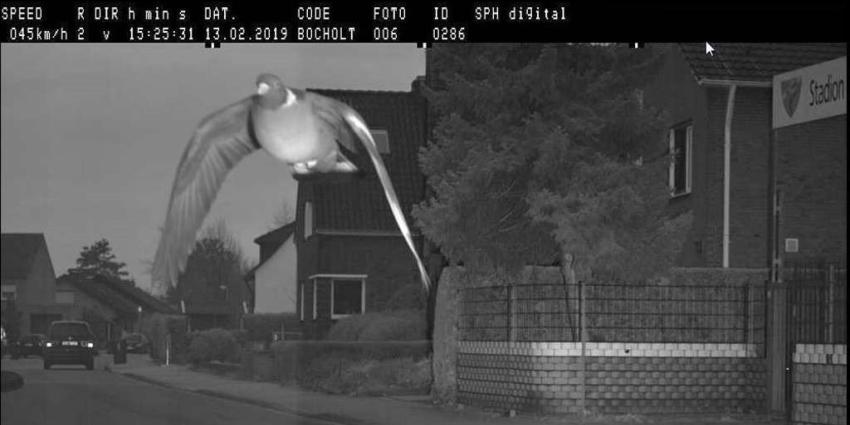 Duif vliegt langs flitspaal