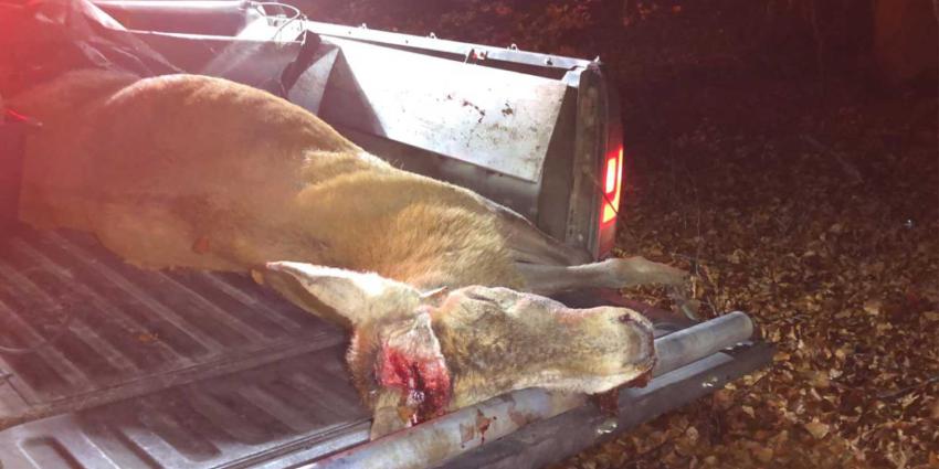 edelhert-pickup-gewei-afgezaagd