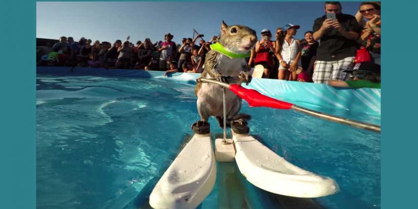 Eekhoorn maakt zich niet druk om de warmte en gaat waterskiën 