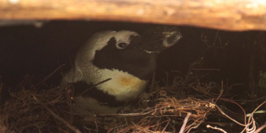 Eén van de mannetjes op het gekaapte nest