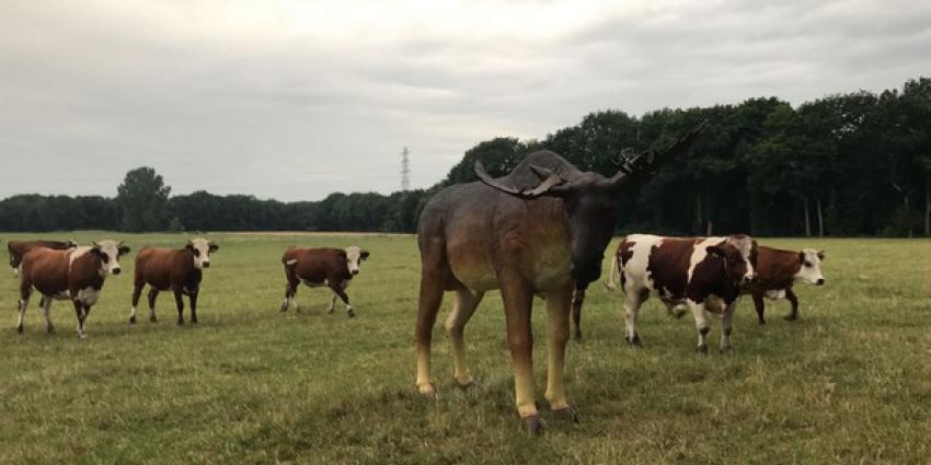 Na wolf nu ook eland gespot op de Veluwe 