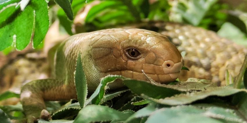 Grijpstaartskink geboren in DierenPark Amersfoort