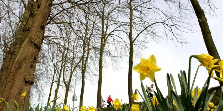 fiets-narcis-lente