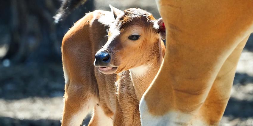 Batang stier geboren