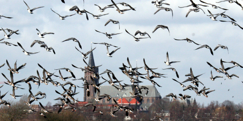 Trofeejachten ook in Nederland 