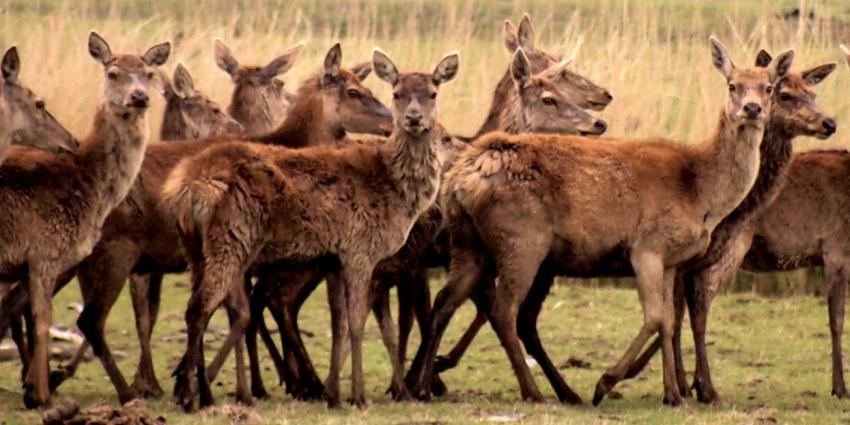 Vliegverbod ook voor drones tijdens afschieten herten Oostvaardersplassen
