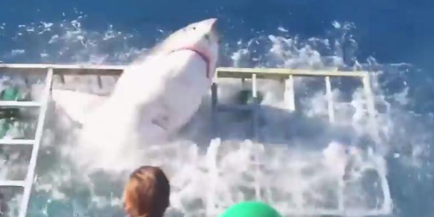 Witte haai breekt door kooi en zit samen met toerist klem