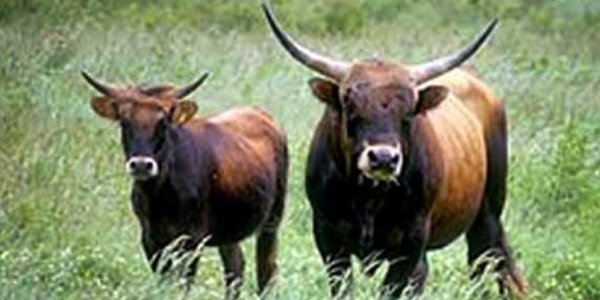 Bijvoeren in Oostvaardersplassen tot eind maart 