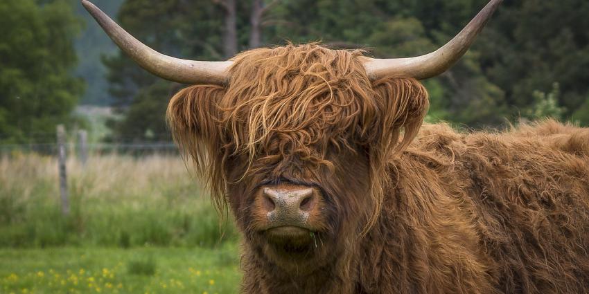 Schotse Hooglander