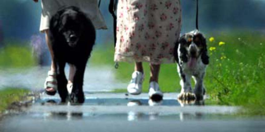 hitte-hitteplan-hondjes-uitlaten