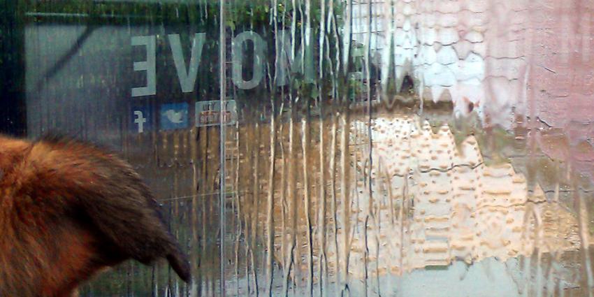 Foto van hond die schuilt in bushokje voor de regen | Archief EHF