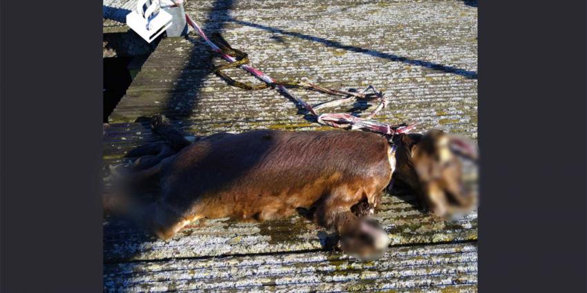 hond-dood-lint-nek-Sloterparkbad