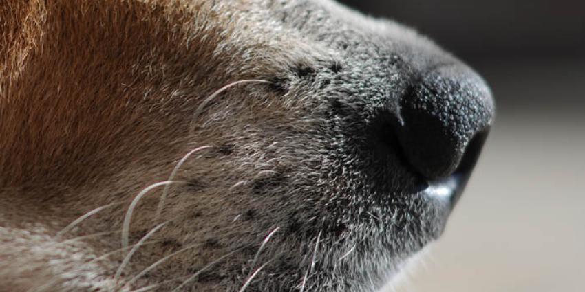 Aanhouding na aansporen hond tot geweld