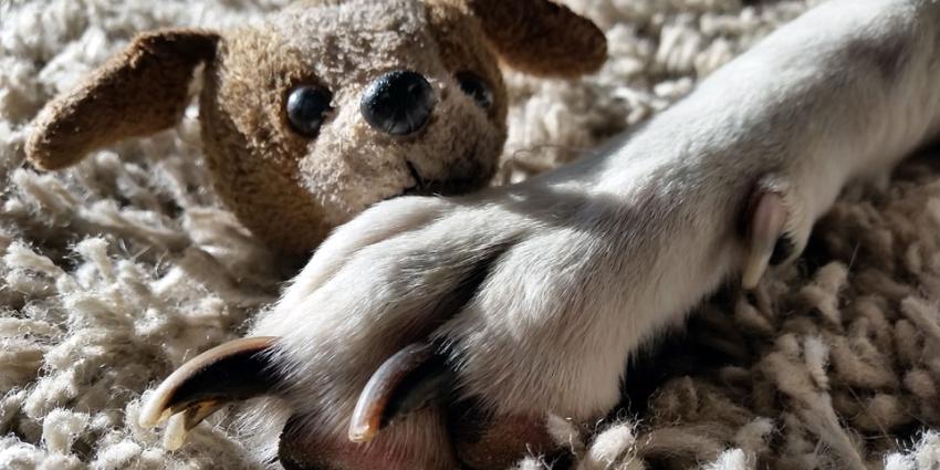 Politie haalt hond uit gezin na mishandelingen