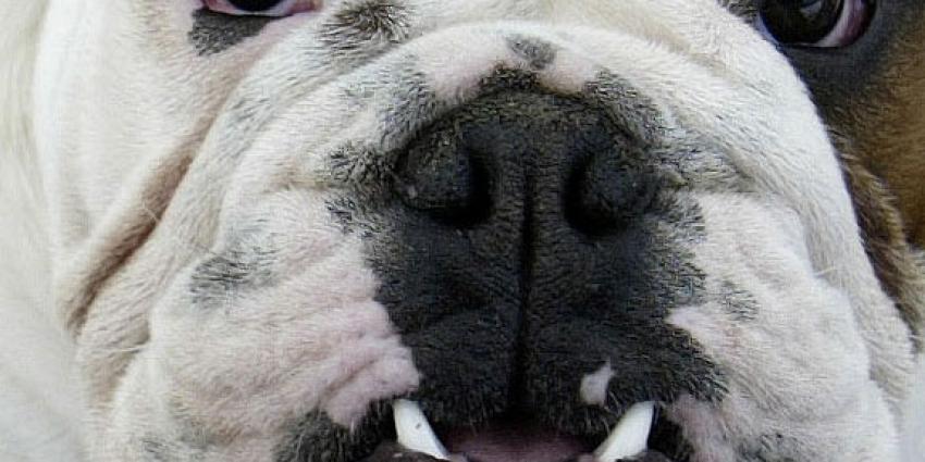 Max populairste hondennaam