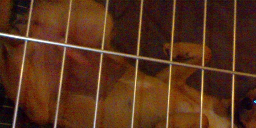 Dode en verwaarloosde dode dieren uit woning gehaald