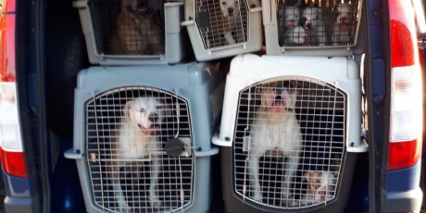 Maatregelen voor betere dierenwelzijn waaronder hondenpaspoort