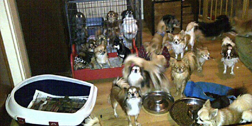 Foto van veel honden in woning | Politie