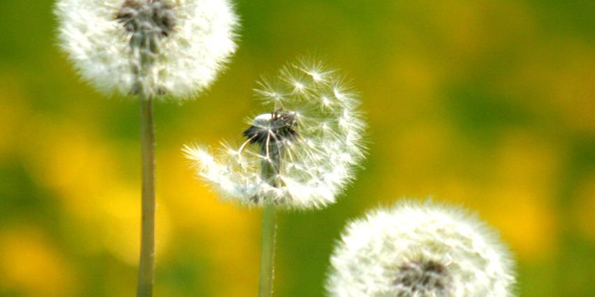 Hooikoorts seizoen komt traag opgang