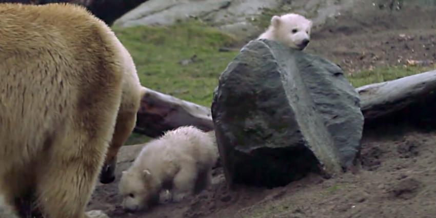 Plasfoto's gezocht van ijsbeertweeling 