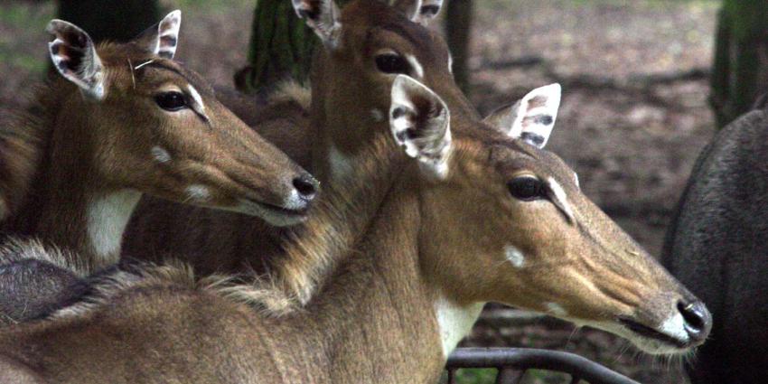 impala-beekse-bergen