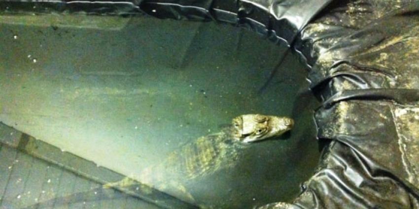 Kaaiman uit trapkast gered