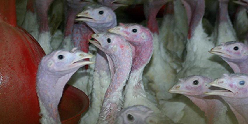 Plofkalkoen lijdt minstens even erg als plofkip