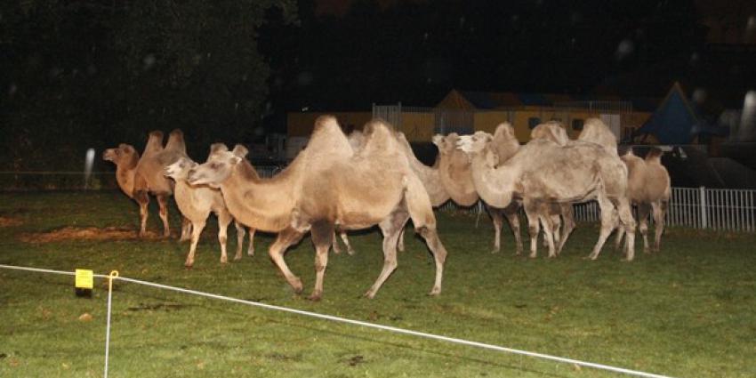 Circuskamelen ontsnappen in Hoogvliet 