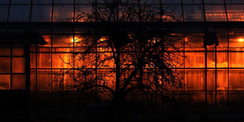 kas-boom-donker-verlichting