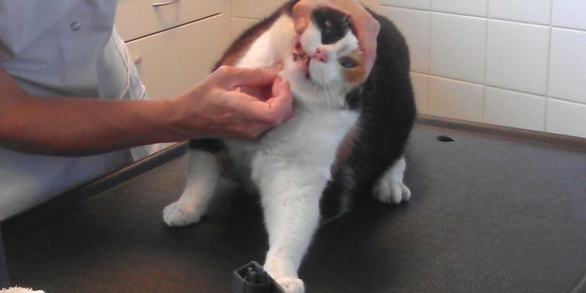 kat-poes-dierenarts-medicijn