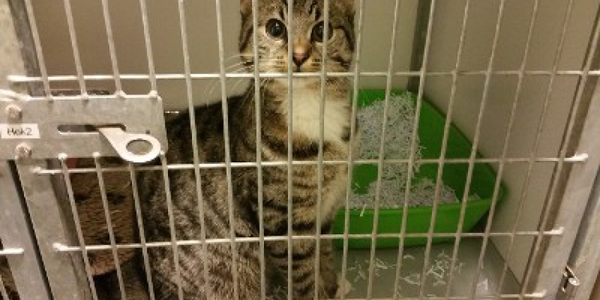 Kat in koffer in warenhuis achtergelaten