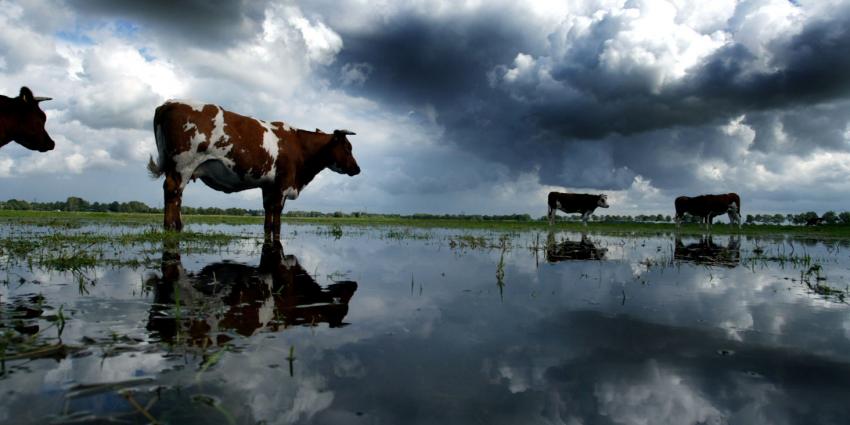 foto van koe in Nederlandse landschap