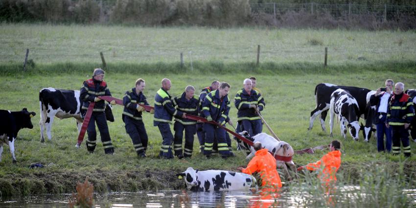 Vier koeien uit Kromme Rijn gered door brandweer