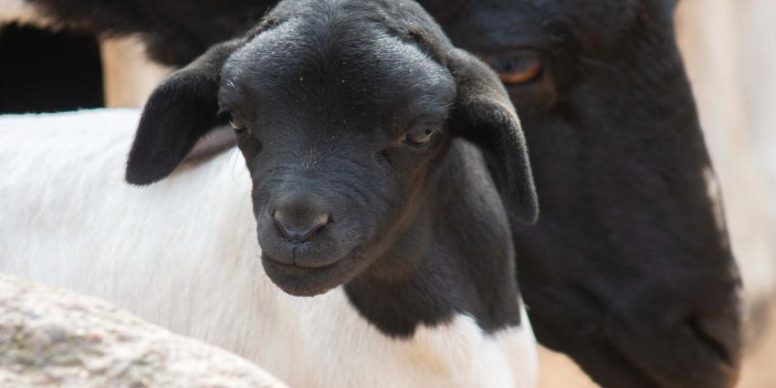 Foto van zwarkop lammetje met moeder