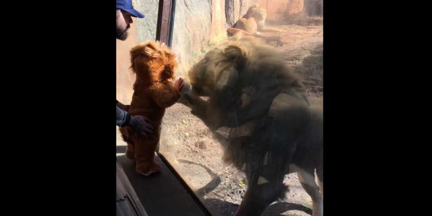Baby-'welpje' trekt aandacht leeuwin in dierentuin