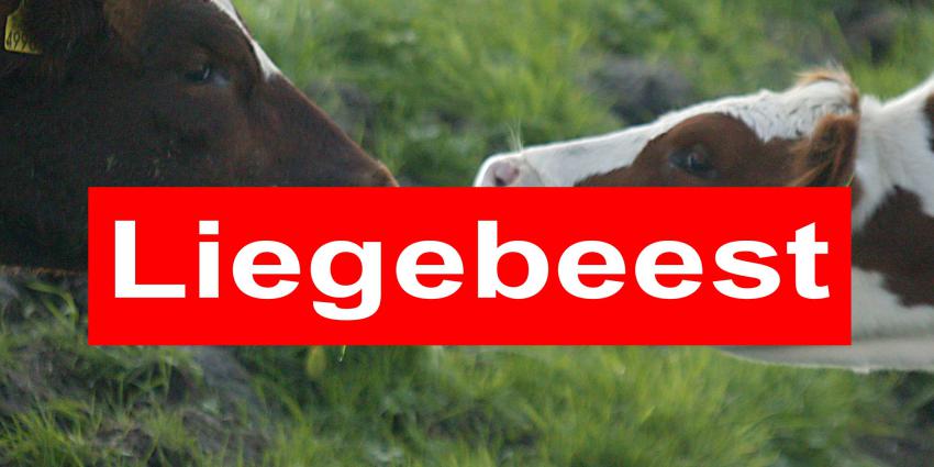Albert Heijn, Jumbo, Campina, Rabobank en ECOstyle genomineerd als Liegebeest