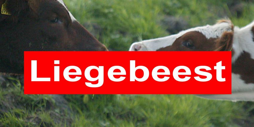 Albert Heijn, Jumbo, Campina, Rabobank en ECOstyle genomineerd als Liegebeest
