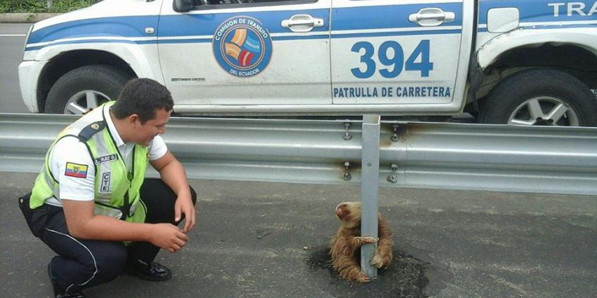 Bange luiaard gered op snelweg