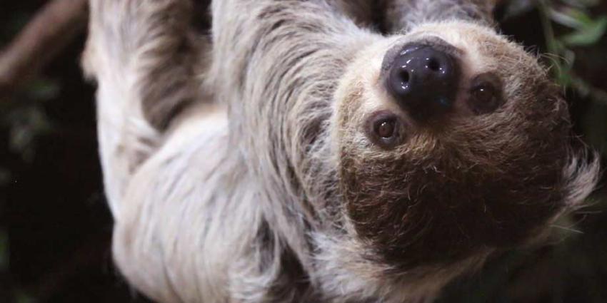 Luiaard drachtig in DierenPark Amersfoort